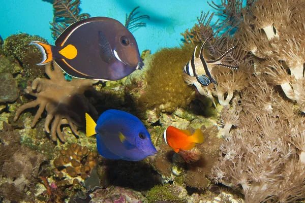 Rifvissen in een aquarium — Stockfoto