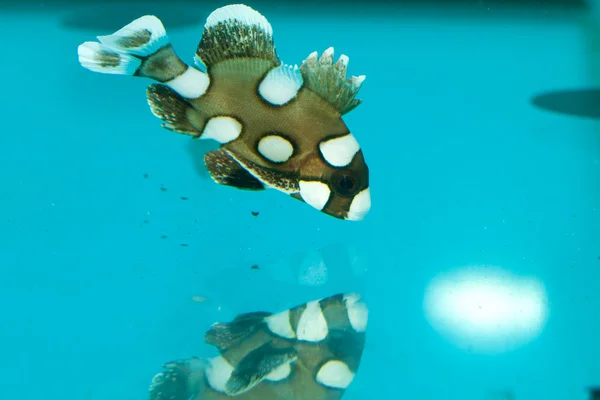 Spotted, Clownfish, Harlequin Sweetlips — Stock Photo, Image