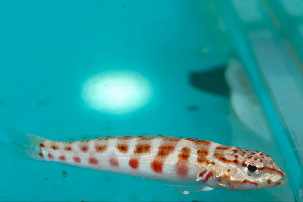 红色斑点的 hawkfish — 图库照片