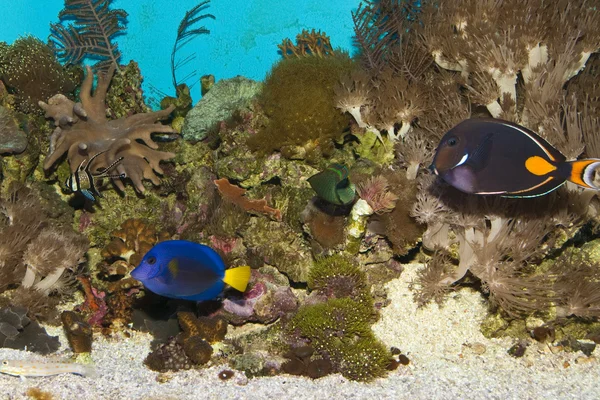 Peces de arrecife en acuario — Foto de Stock