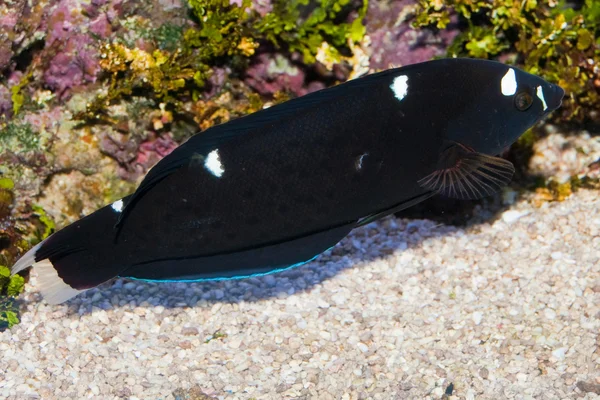 Black Corris Wrasse (Coris gaimard) in Aquarium — Stock Photo, Image