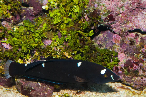 Black Corris Wrasse (Coris gaimard) in Aquarium — Stock Photo, Image