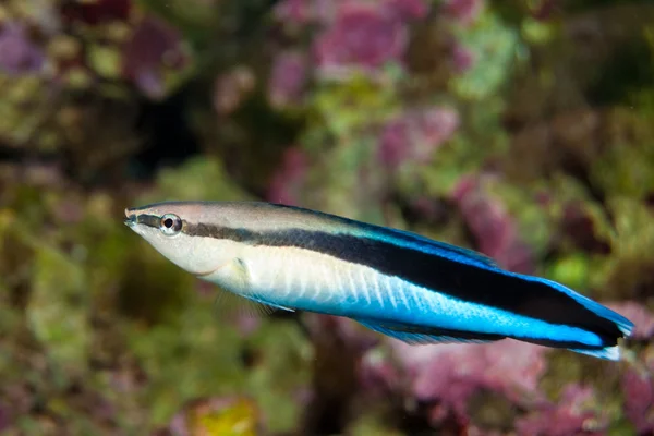 Azul huelga limpiador wrasse — Foto de Stock