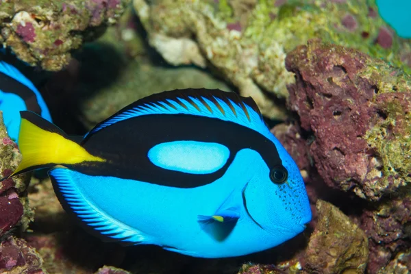 Hipopótamo Blue Tang (cirurgião-patela) — Fotografia de Stock