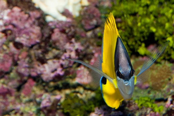 Yellow Longnose Butterfly in Aquarium — Stock Photo, Image