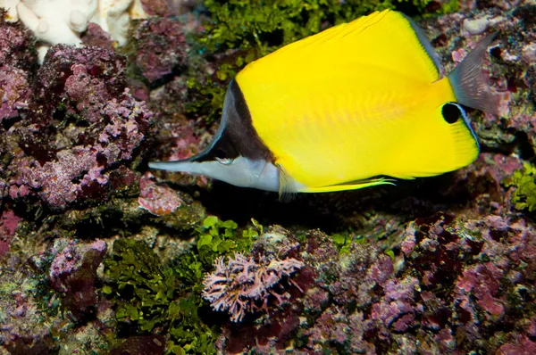 Gelber Longnose-Schmetterling im Aquarium — Stockfoto