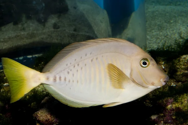 Cirurgião de navalhas — Fotografia de Stock