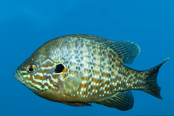 Pumpkinseed (Lepomis gibossus) — Stock Photo, Image