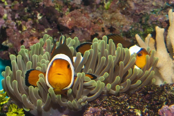 Clownfish (Amphirion ocellaris) pair in Anemone — Stock Photo, Image