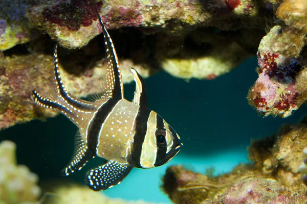 考德恩的 Cardinalfish 在水族馆 — 图库照片