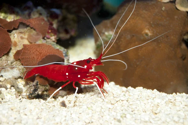 Fire or Debelius Shrimp (Lysmata debelius) — Stock Photo, Image