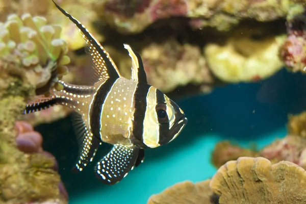 Kardinalfische im Aquarium — Stockfoto