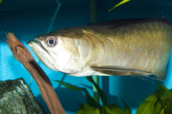 Zilveren arowana in aquarium — Stockfoto