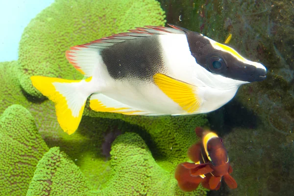 Magnífico Rabbitfish ou Foxface no Aquário — Fotografia de Stock