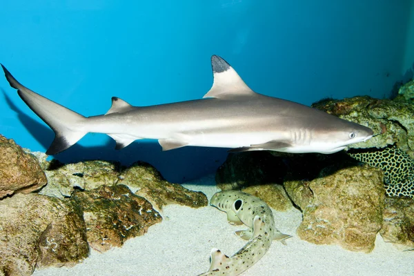 Tubarão-balcão — Fotografia de Stock