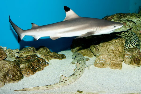 Balctip reef shark — Stock Photo, Image