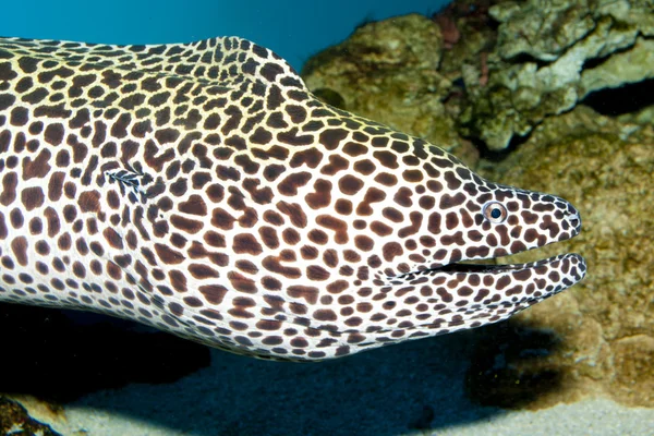 Tessalata Eel in Aquarium — Stock Photo, Image