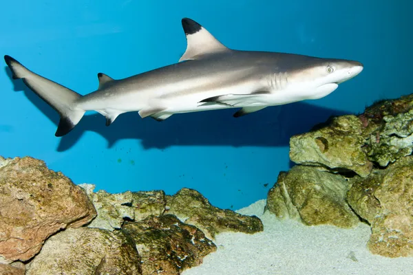 Tiburón de arrecife Blacktip — Foto de Stock