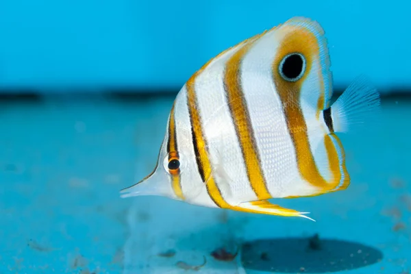 Cooperband Butterflyfish in Aquarium — Stock Photo, Image