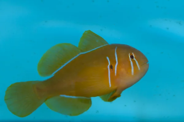 Citron Clown Goby — Stock Photo, Image