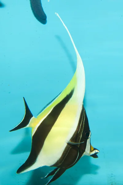 Moriska idol fisk — Stockfoto