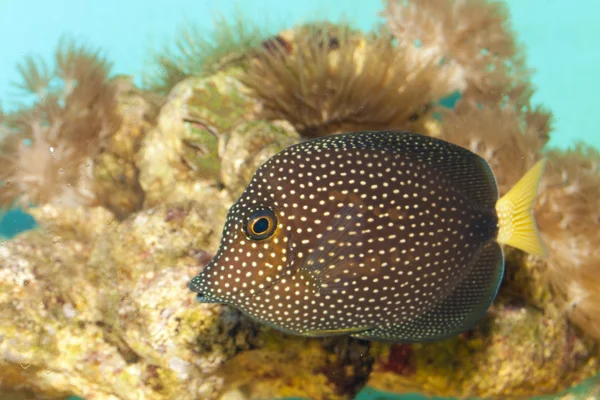 Mücevher veya benekli Tang (Zebrasoma gemmatum) — Stok fotoğraf