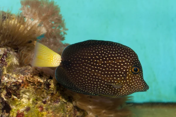 Pärla eller fläckig Tang (Zebrasoma gemmatum) — Stockfoto