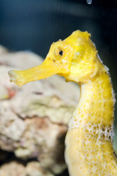 Longsnout Seahorse — Stock Photo, Image