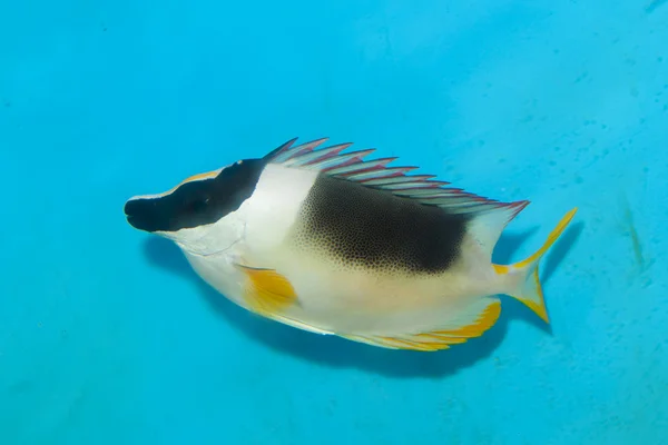 Magnífico Rabbitfish ou Foxface no Aquário — Fotografia de Stock