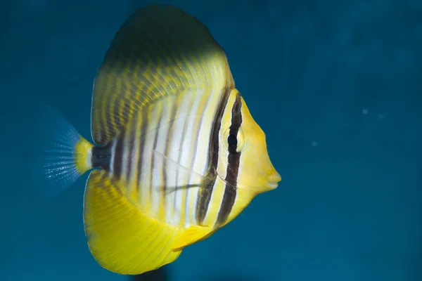 Desjardini Sailfin Tang em Aquário — Fotografia de Stock