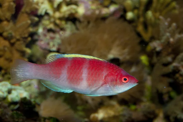 Gele fin fairy wrasse — Stockfoto