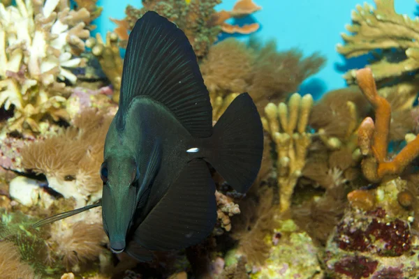 Preto Longnose Sailfin Tang — Fotografia de Stock