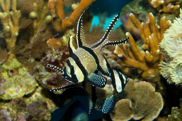 Kaudern's Cardinalfish in Aquarium — Stock Photo, Image