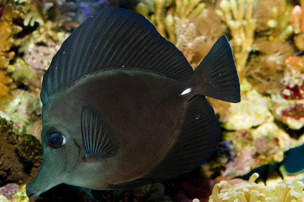 Black Longnose Sailfin Tang — Stock Photo, Image