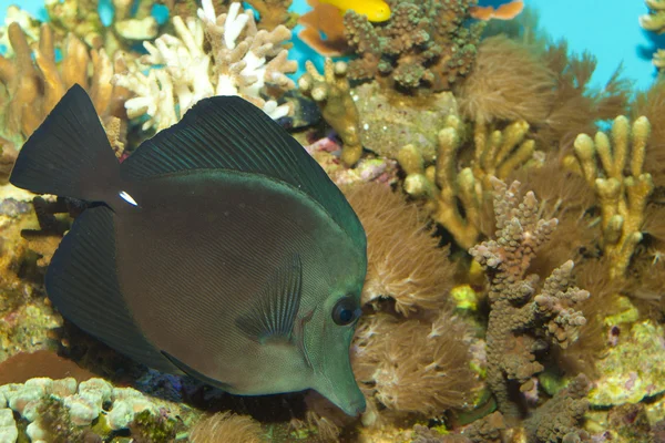 Black Longnose Sailfin Tang — Stock Photo, Image