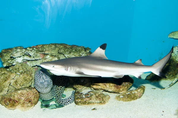 Balctip reef shark — Stock Photo, Image