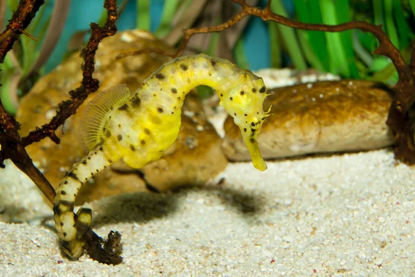 Longsnout Seahorse (Hippocampus reidi) — Stock Photo, Image