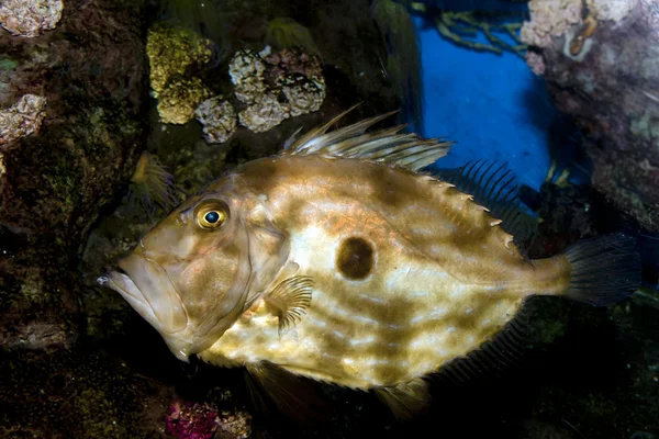 John Dory (zeus faber) — Stock Photo, Image