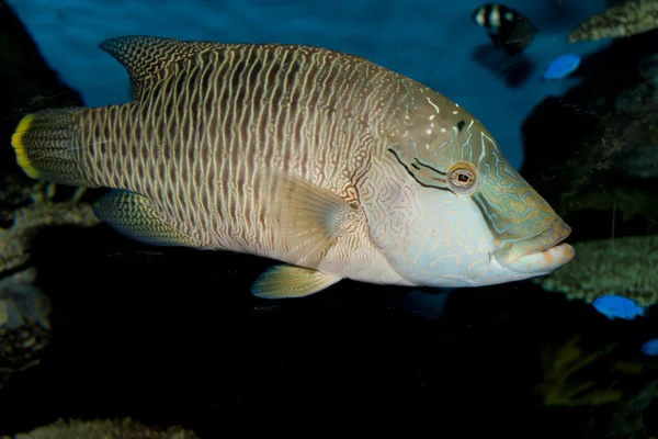 Buckellippfisch (cheilinus undulatus)) — Stockfoto