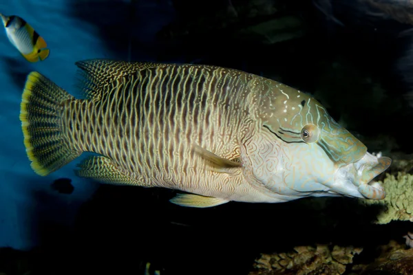 Buckellippfisch (cheilinus undulatus)) — Stockfoto