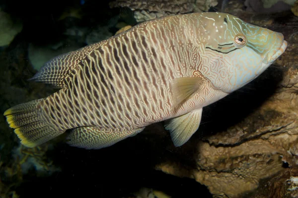 Buckellippfisch (cheilinus undulatus)) — Stockfoto