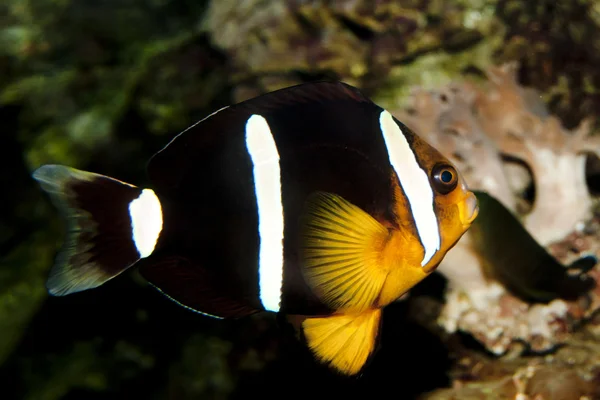 Κίτρινη clownfish (Amphiprion clarkii) — Φωτογραφία Αρχείου