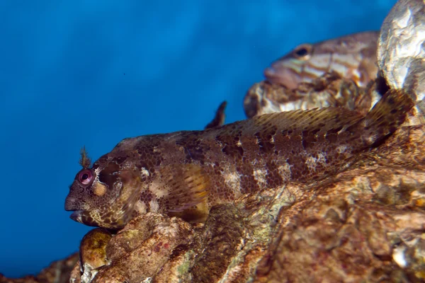 Газонокосилка Blenny (Salarias fasciatus ) — стоковое фото