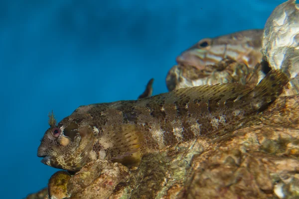 Газонокосилка Blenny (Salarias fasciatus ) — стоковое фото