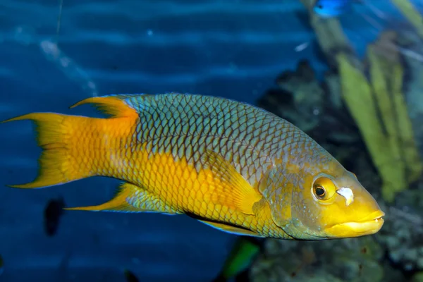 Hogfish spagnolo — Foto Stock