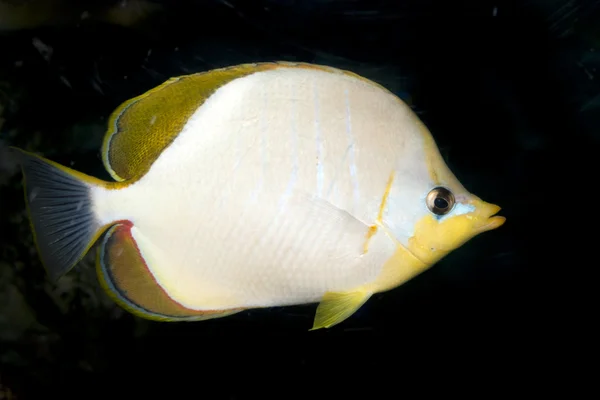 Pez mariposa de cabeza amarilla (Chaetodon xanthocephalus ) — Foto de Stock