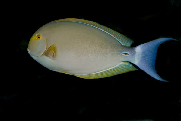 황다랑어 외과 의사 물고기 (Acanthurus xanthopterus) — 스톡 사진