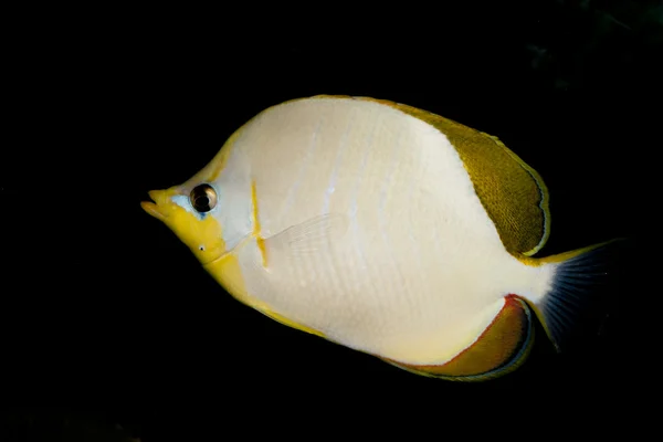 Pesce farfalla dalla testa gialla (Chaetodon xanthocephalus ) — Foto Stock