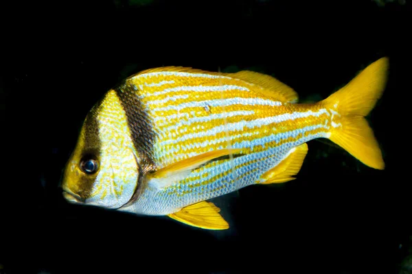 Porkfish (Anisotremus virginicus)