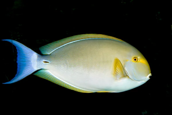 Sarı yüzgeçli cerrah balığı (Acanthurus xanthopterus) — Stok fotoğraf